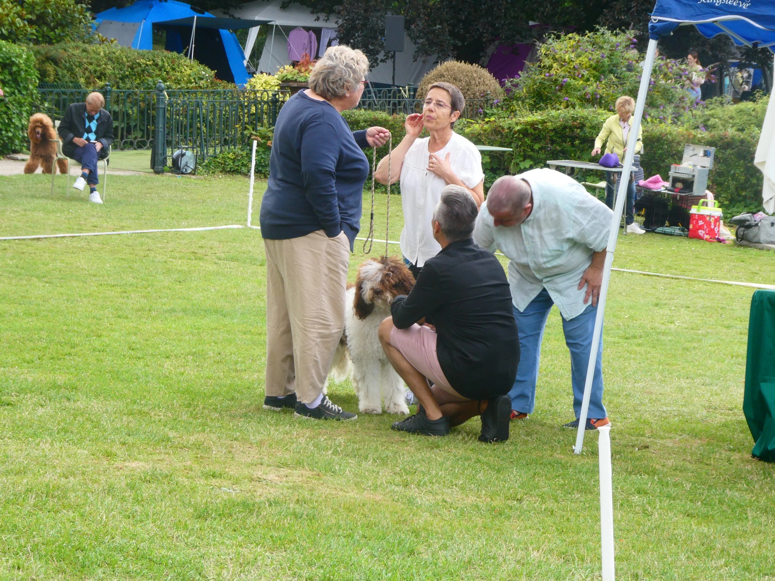 exposition canine nationale barbet 