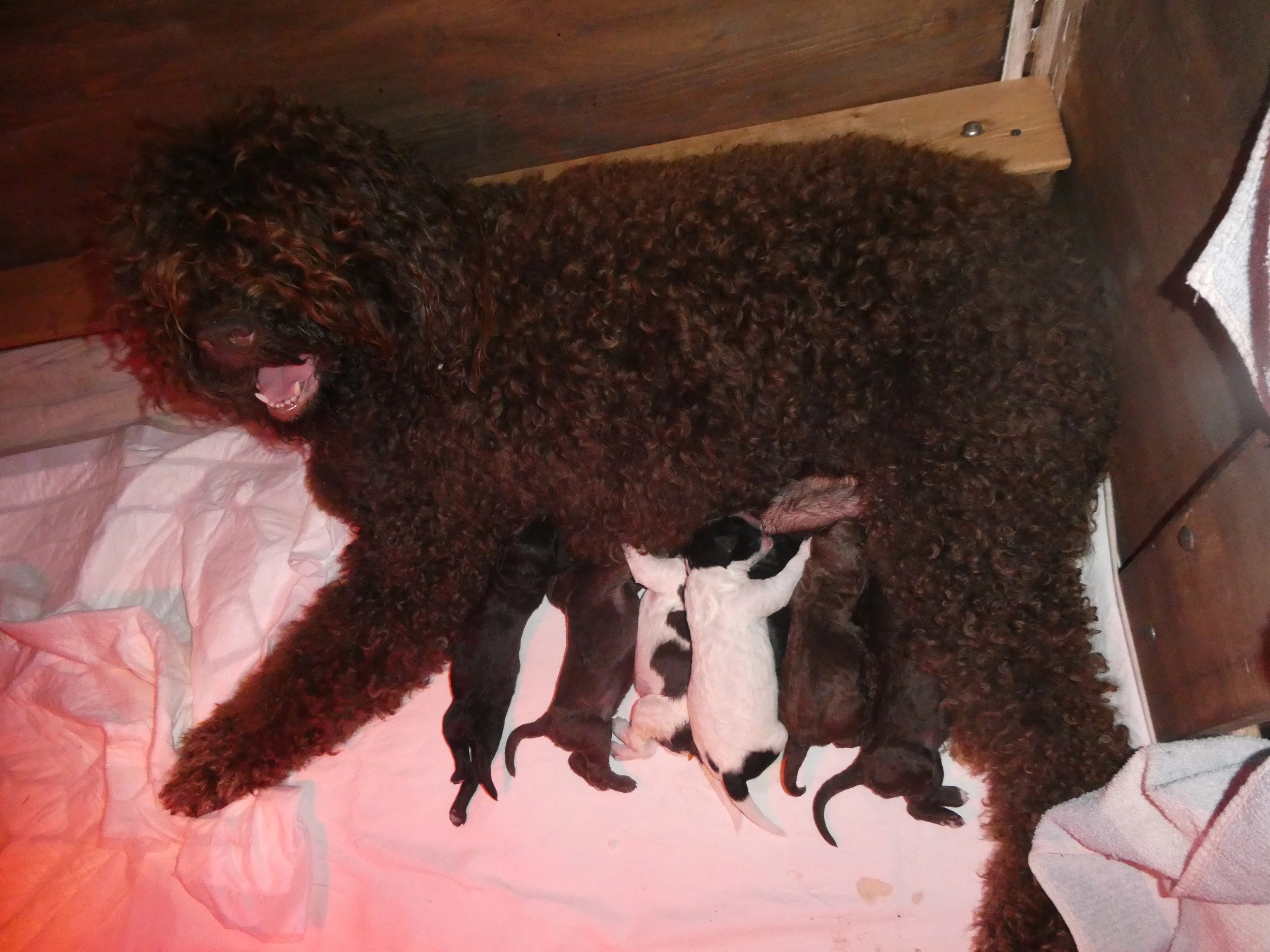 naissance de 7 chiots