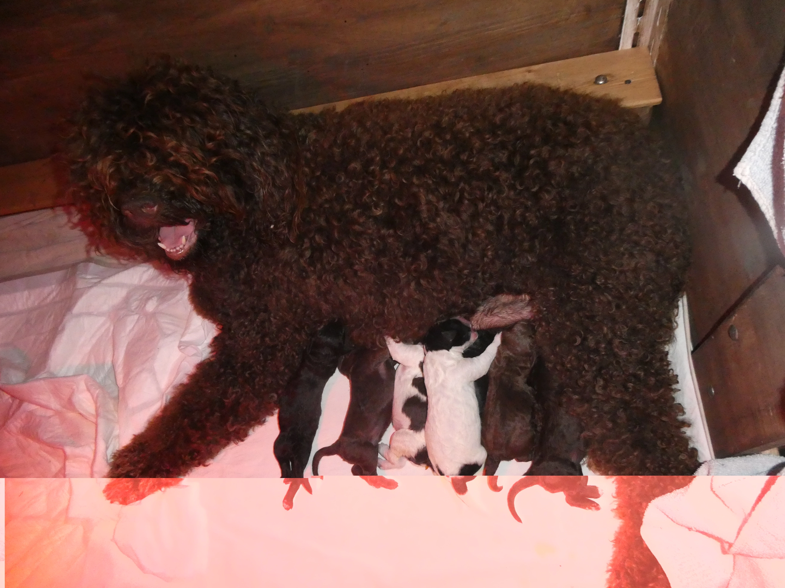 naissance de 7 chiot barbets