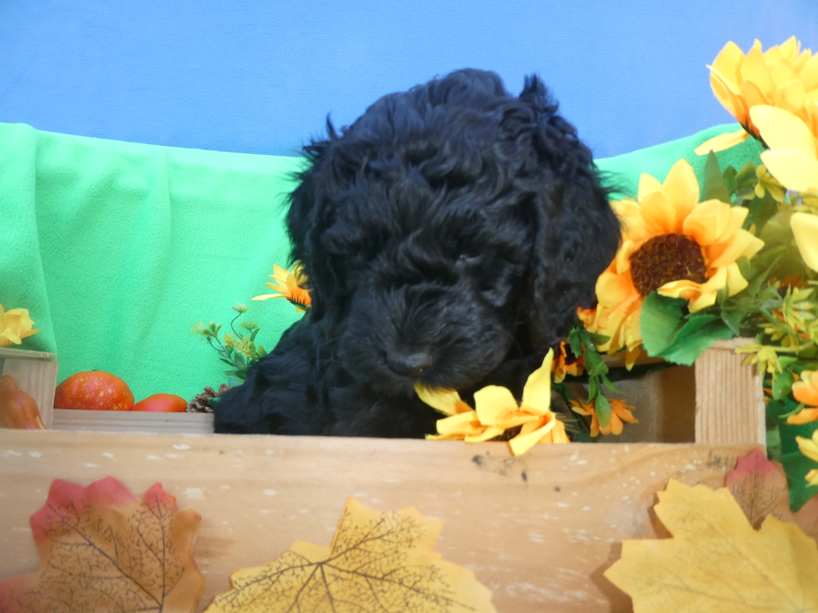 chiot barbet de la plume de pam noire