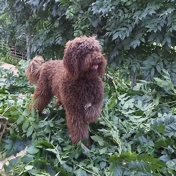 chien barbet noisette